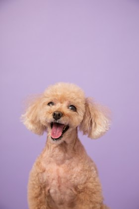 Poodle toy sorridente com o pelo curto, em fundo lilás