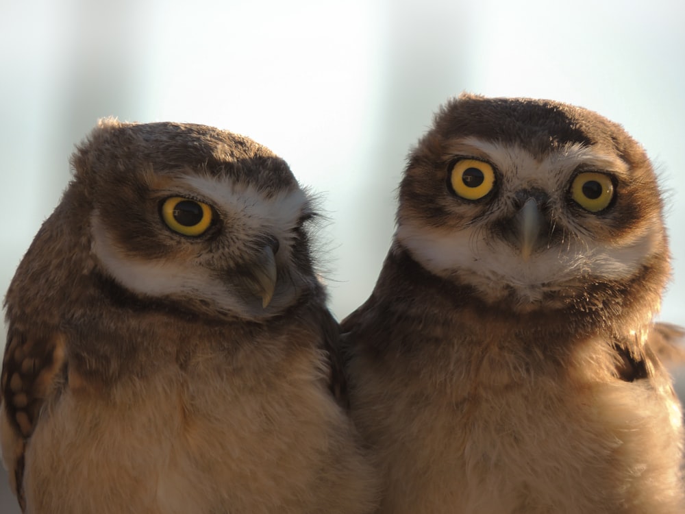 two owls standing next to each other with yellow eyes