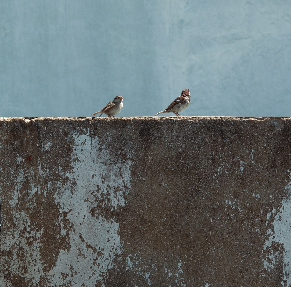 two small birds perched on top of a concrete wall