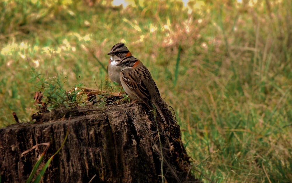 un piccolo uccello seduto sulla cima di un ceppo d'albero