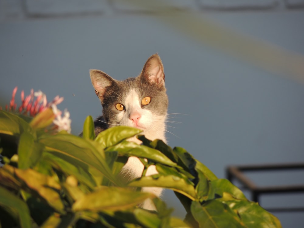 a grey and white cat looking out from behind a plant