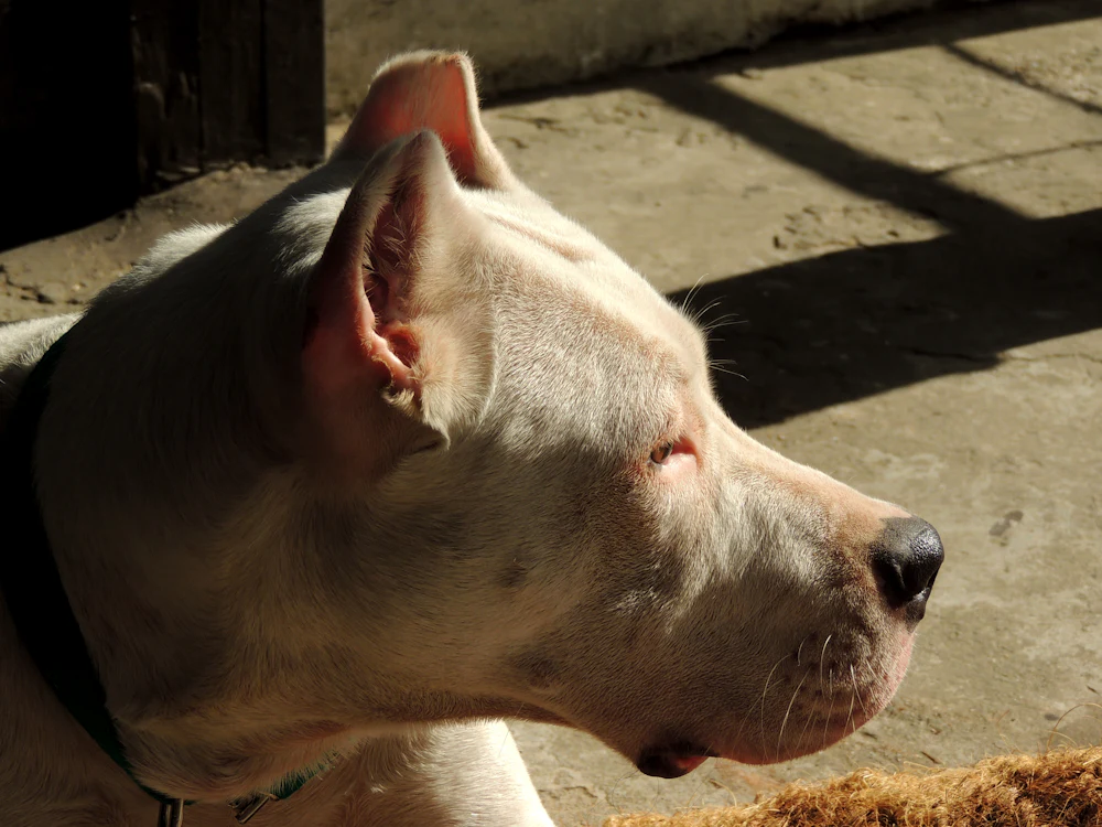 Dogo Argentino, photo 5