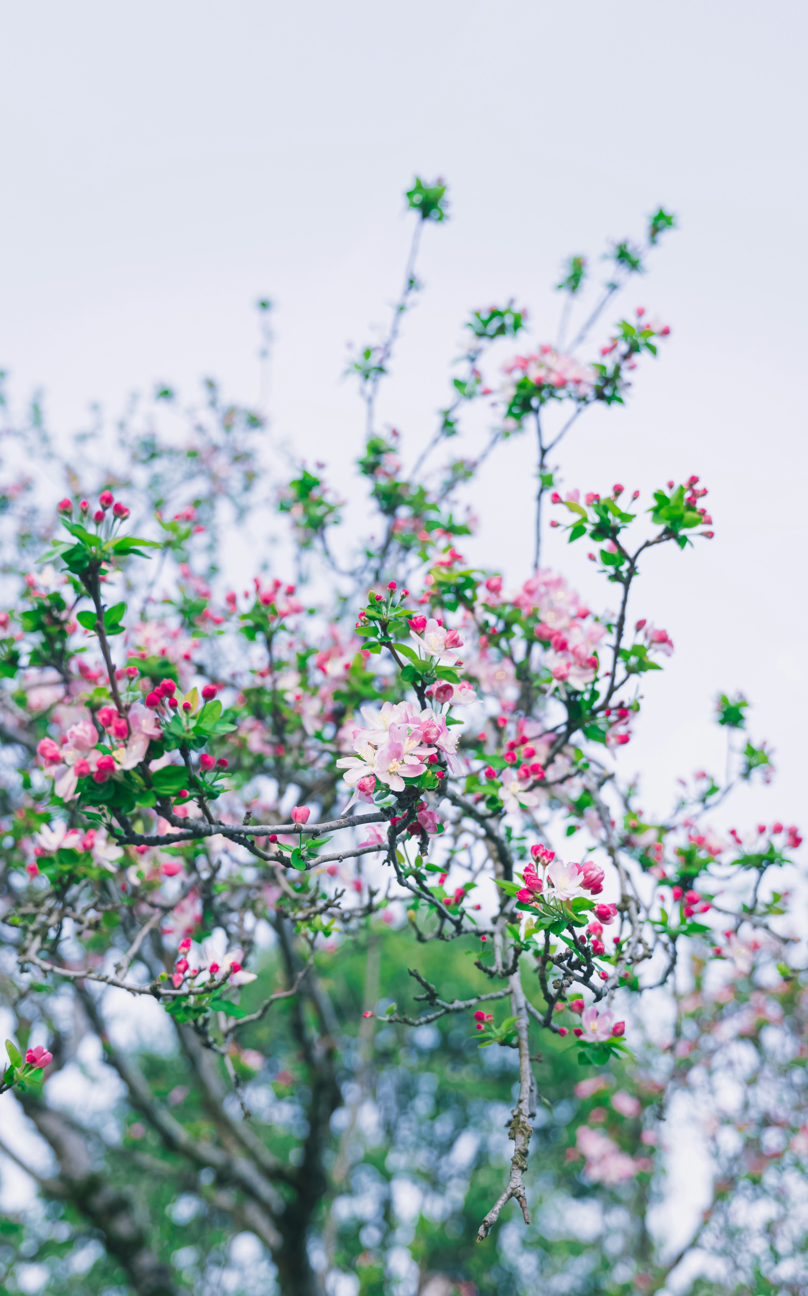 Photo by mocking_bird