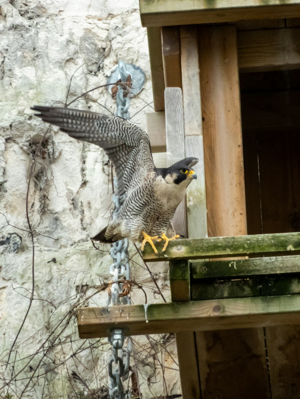 a bird that is standing on a perch