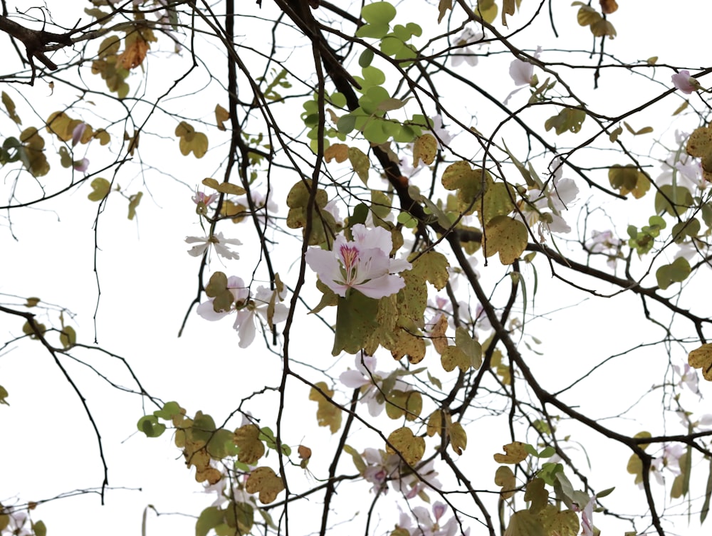 un árbol con flores blancas y hojas verdes