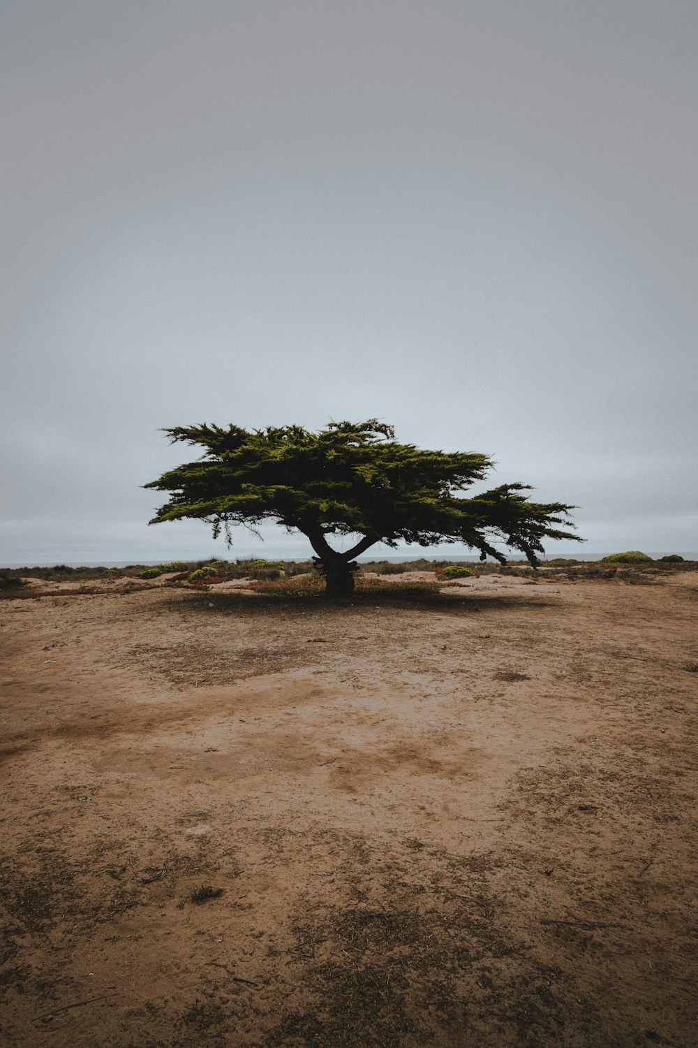 a lone tree in the middle of a desert