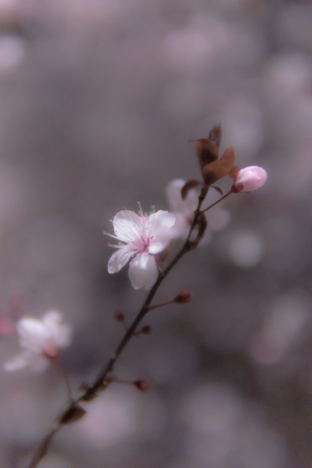 a close up of a flower with blurry background