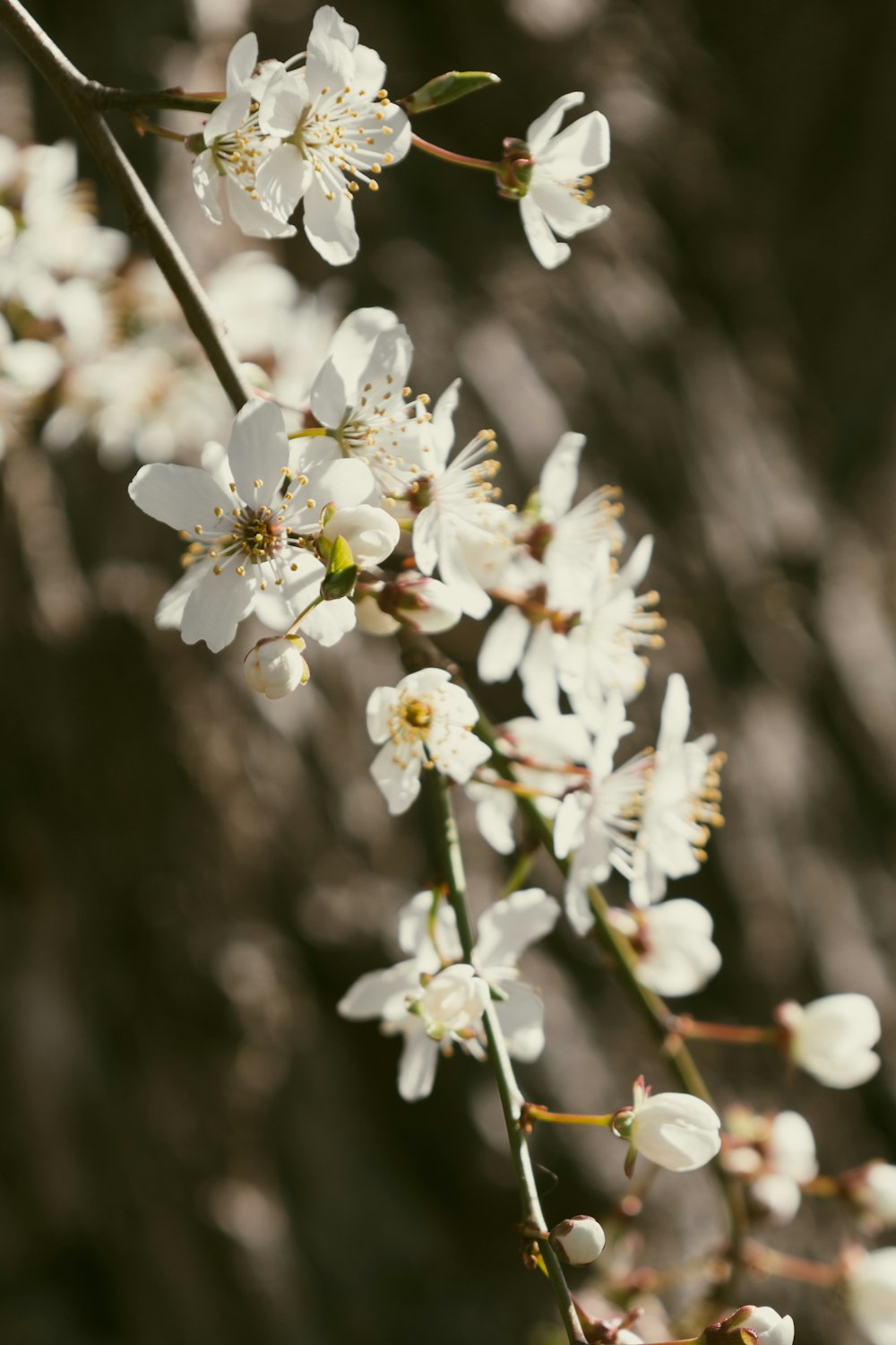 a close up of a branch with white flowers