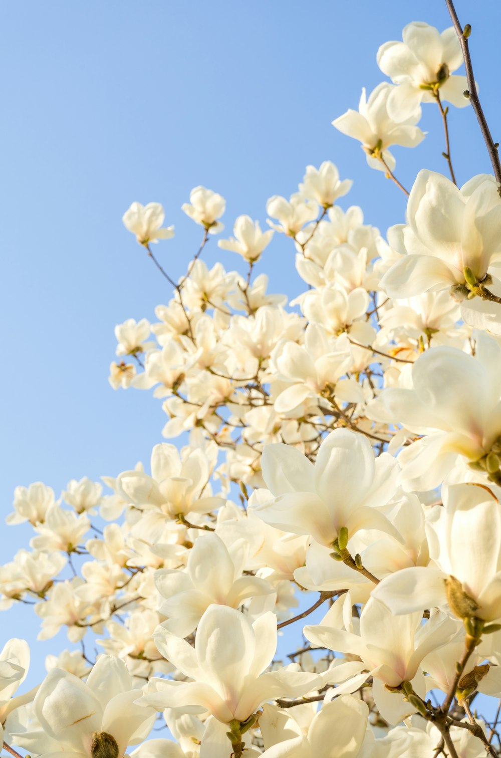 a bunch of white flowers on a tree