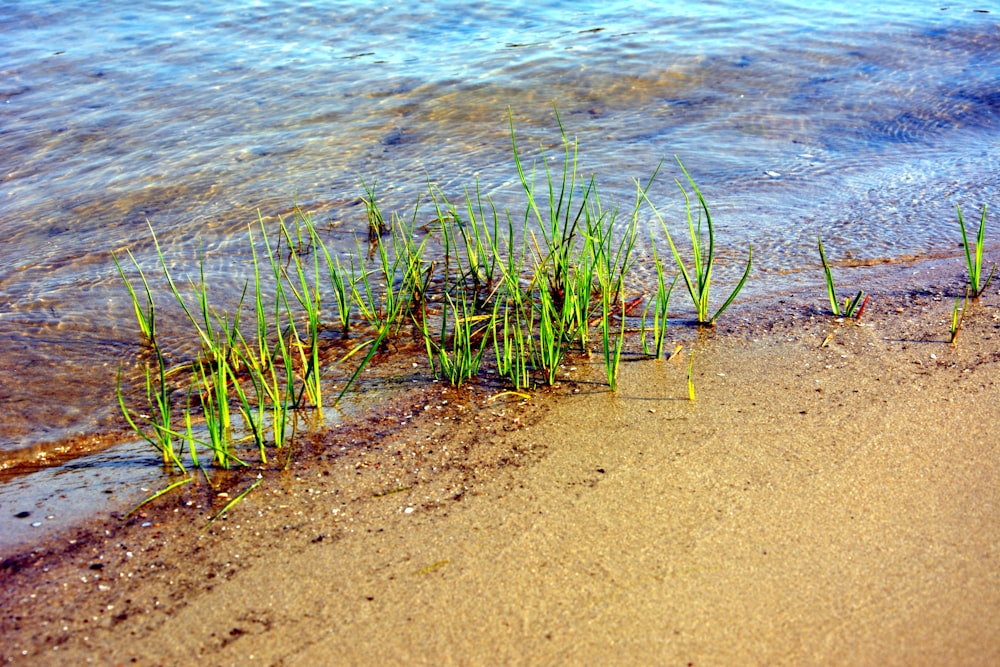 some green plants growing in the sand by the water