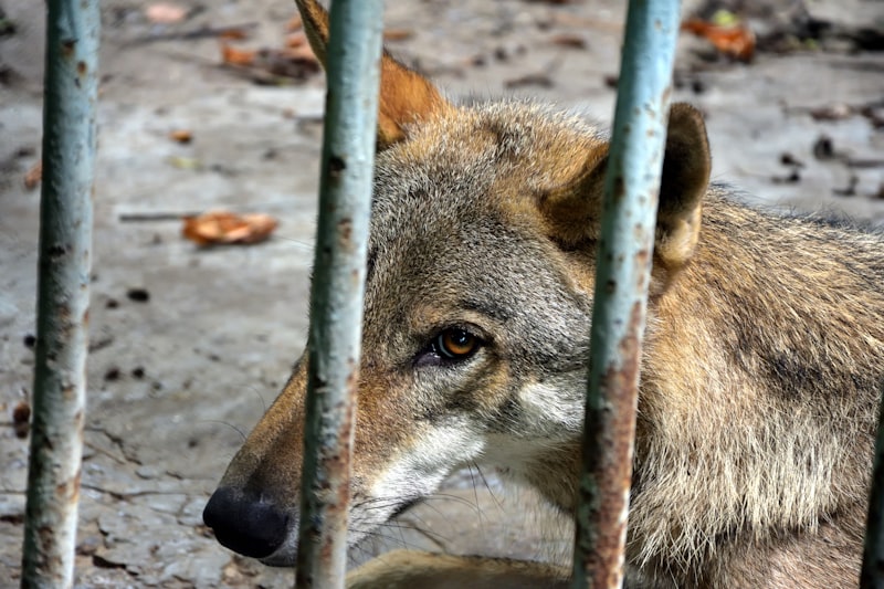 a wolf behind a metal fence looking at something