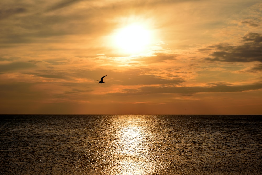 a bird flying over the ocean at sunset