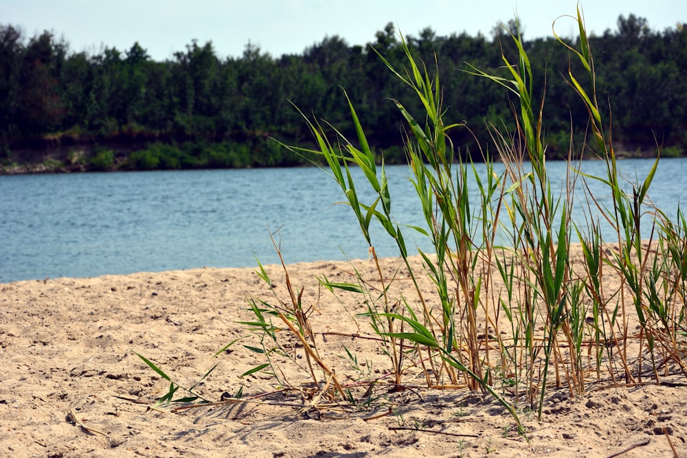 a couple of plants that are sitting in the sand