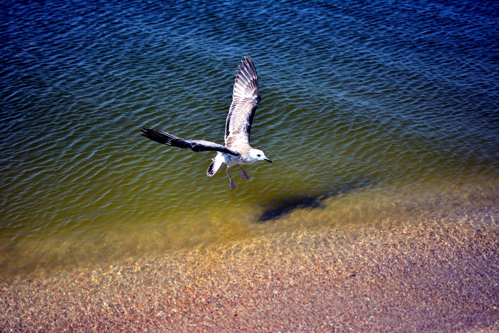 a bird flying over a body of water