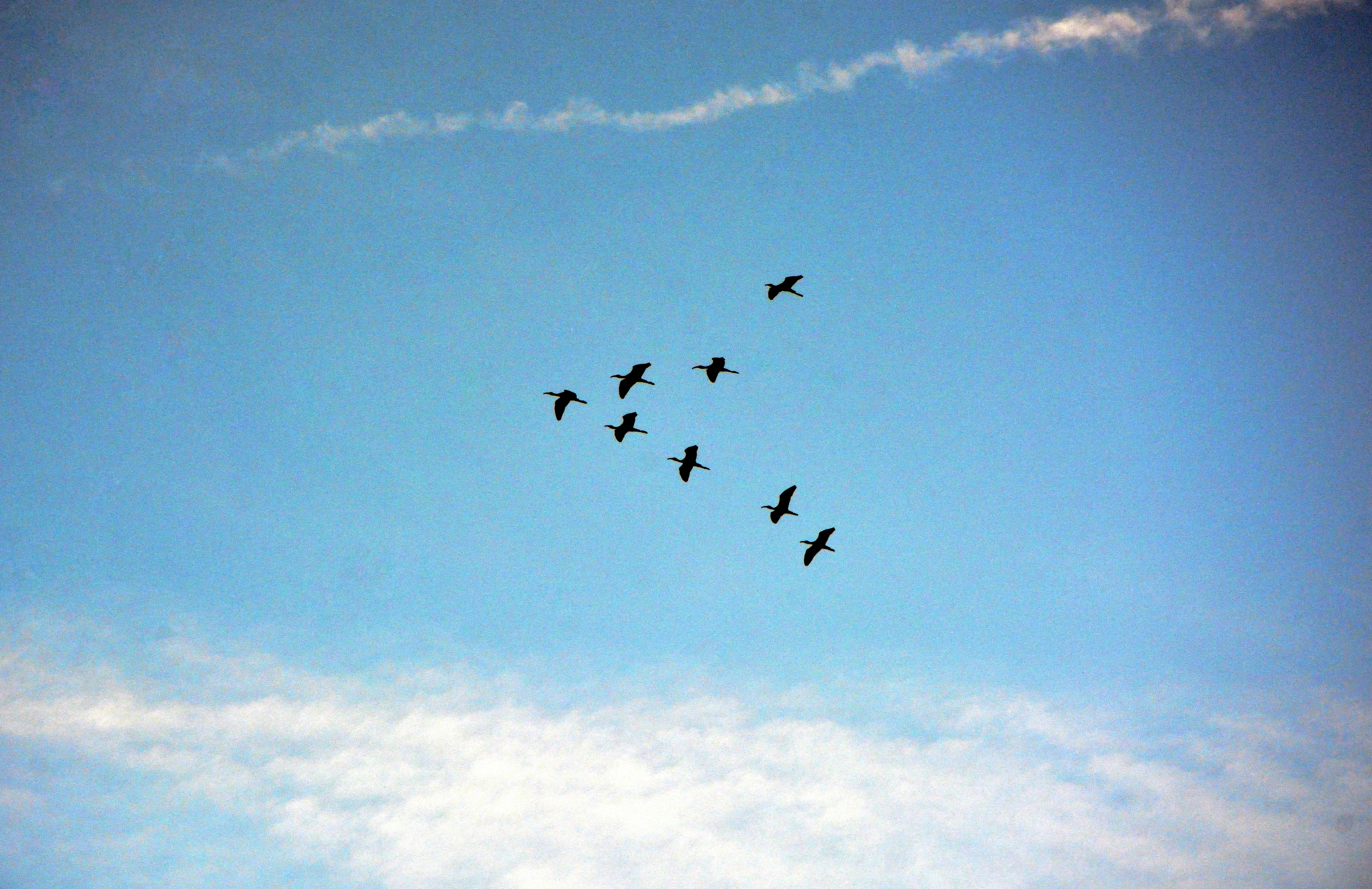 a flock of birds flying through a blue sky