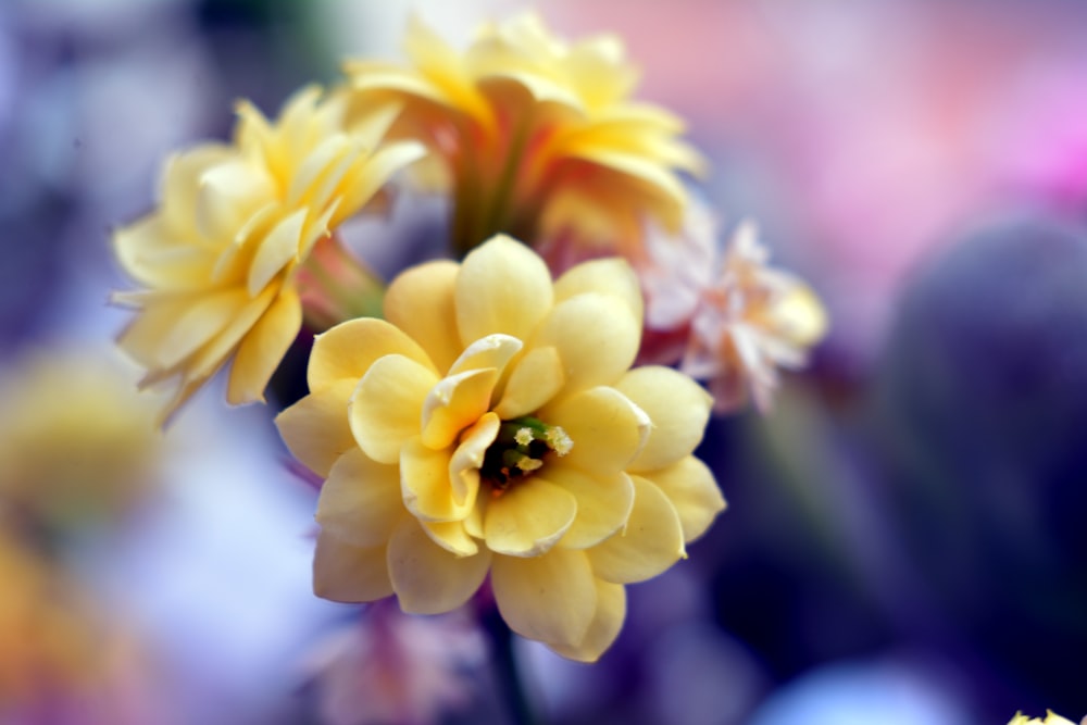 a close up of a yellow flower with blurry background