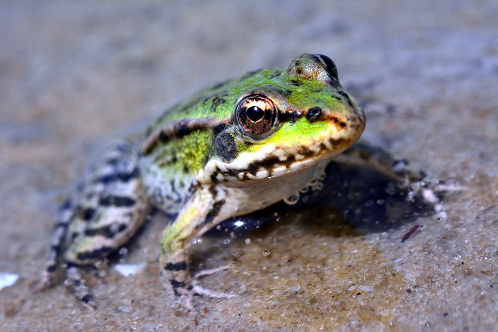 a frog sitting on top of a sandy ground