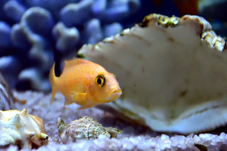 Close-up of a bright orange fish swimming near natural sand substrate with small aquatic snails.