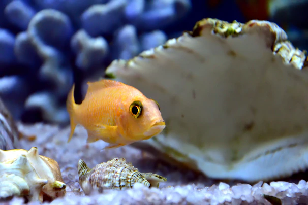 Close-up of a bright orange fish swimming near natural sand substrate with small aquatic snails.