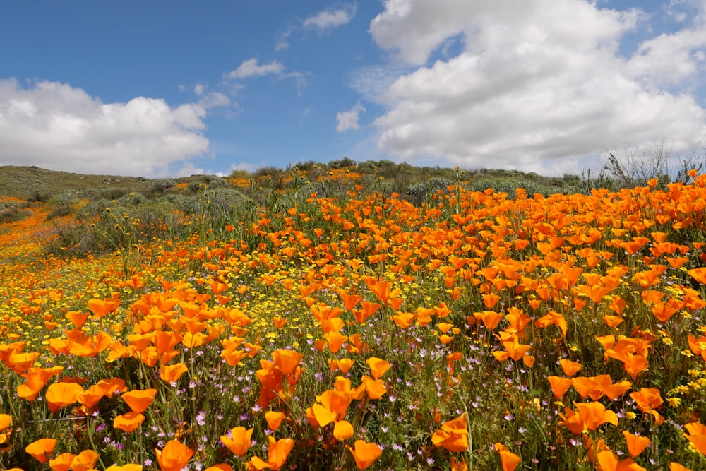 Ein Feld voller orangefarbener Blumen unter einem bewölkt blauen Himmel