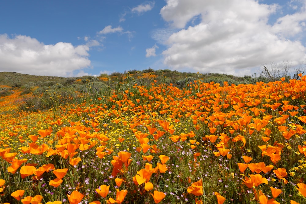 a field full of orange flowers under a cloudy blue sky