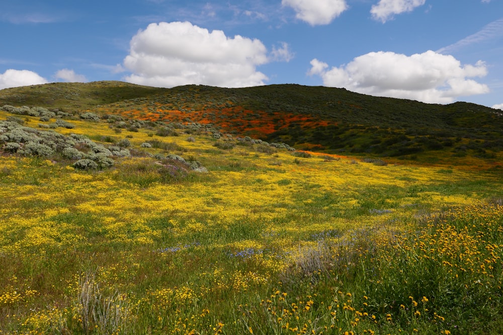 a field of wildflowers with a mountain in the background