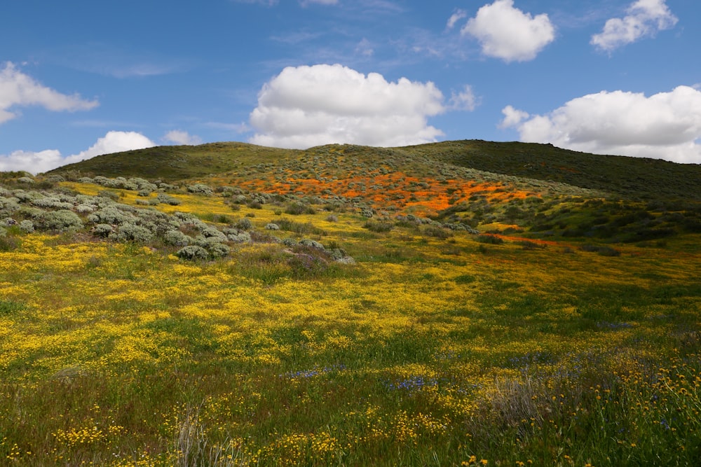 a field of wildflowers with a hill in the background