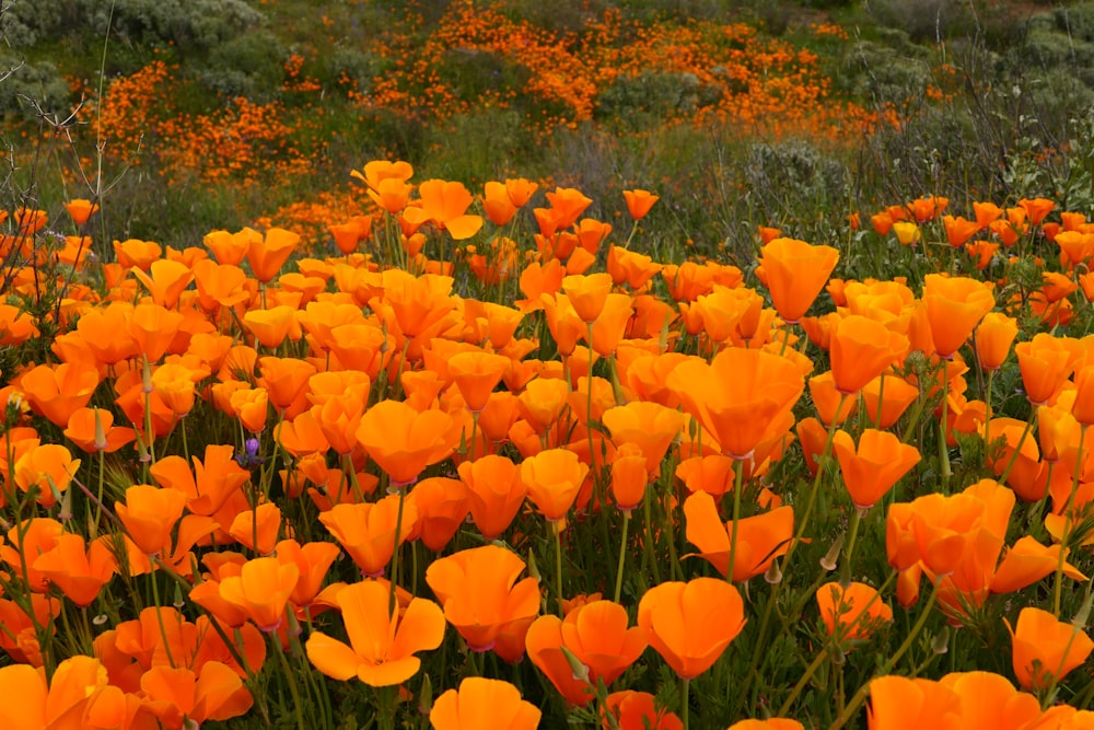 a field full of orange flowers next to a forest