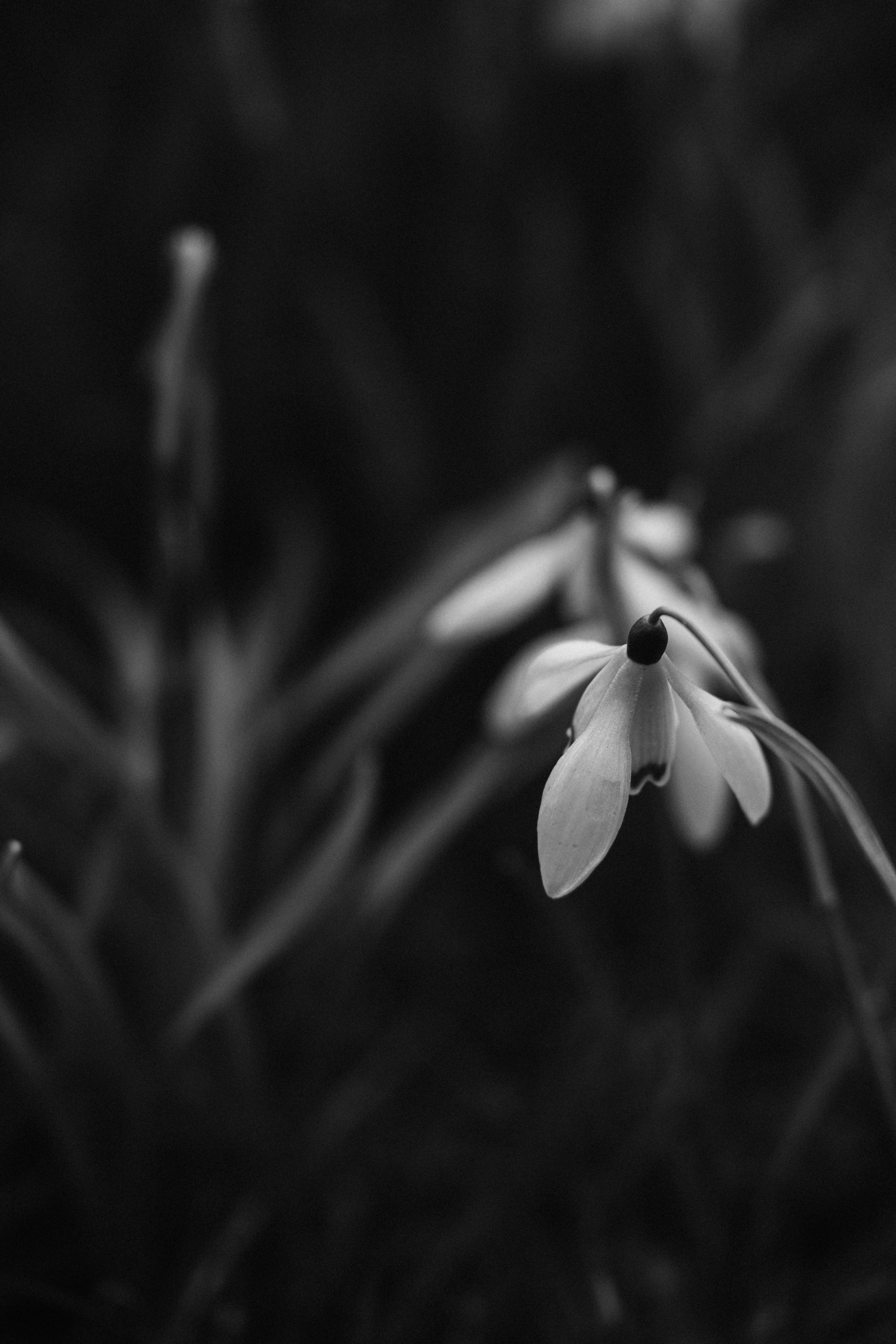 a black and white photo of a flower
