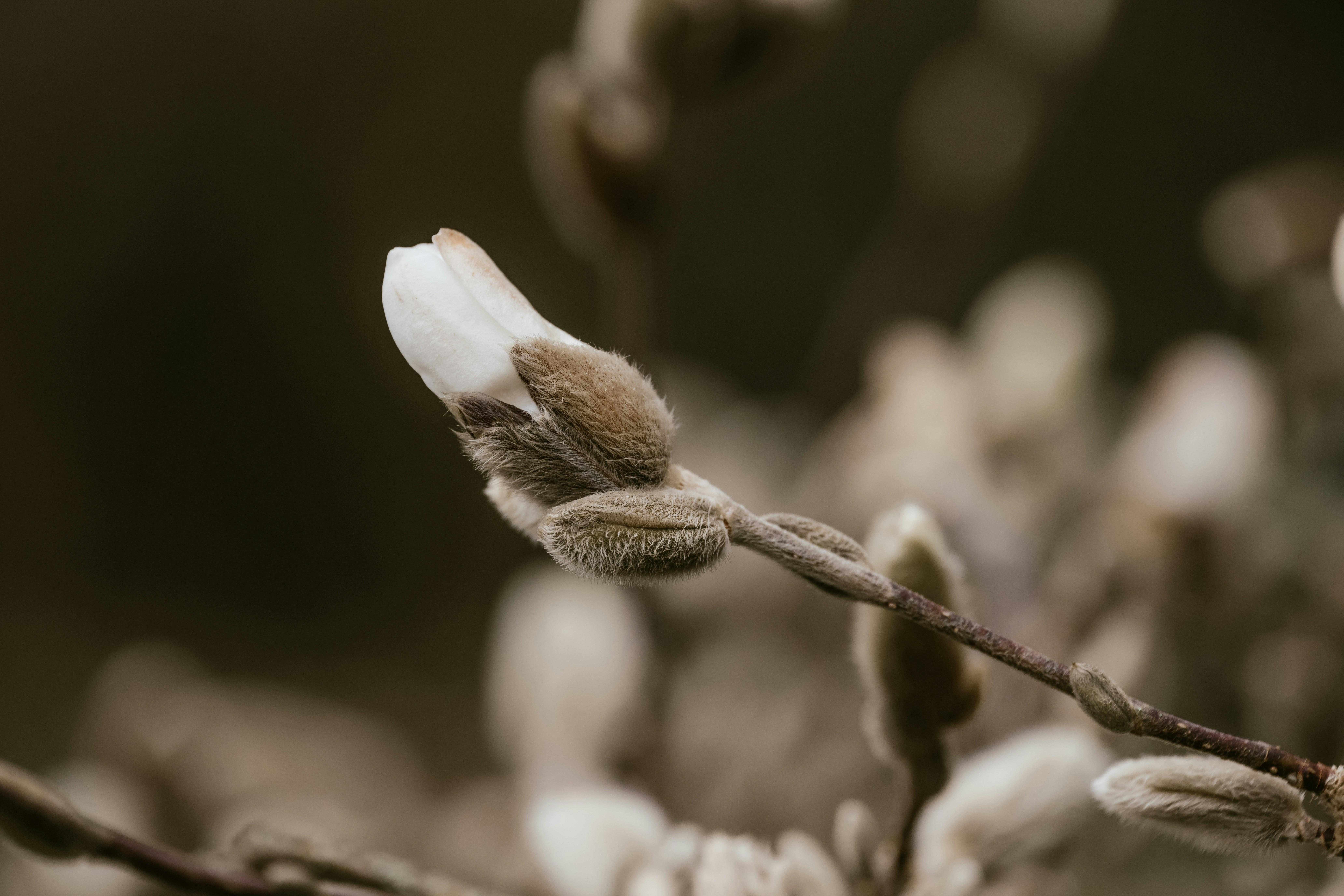 a close up of a flower bud on a twig