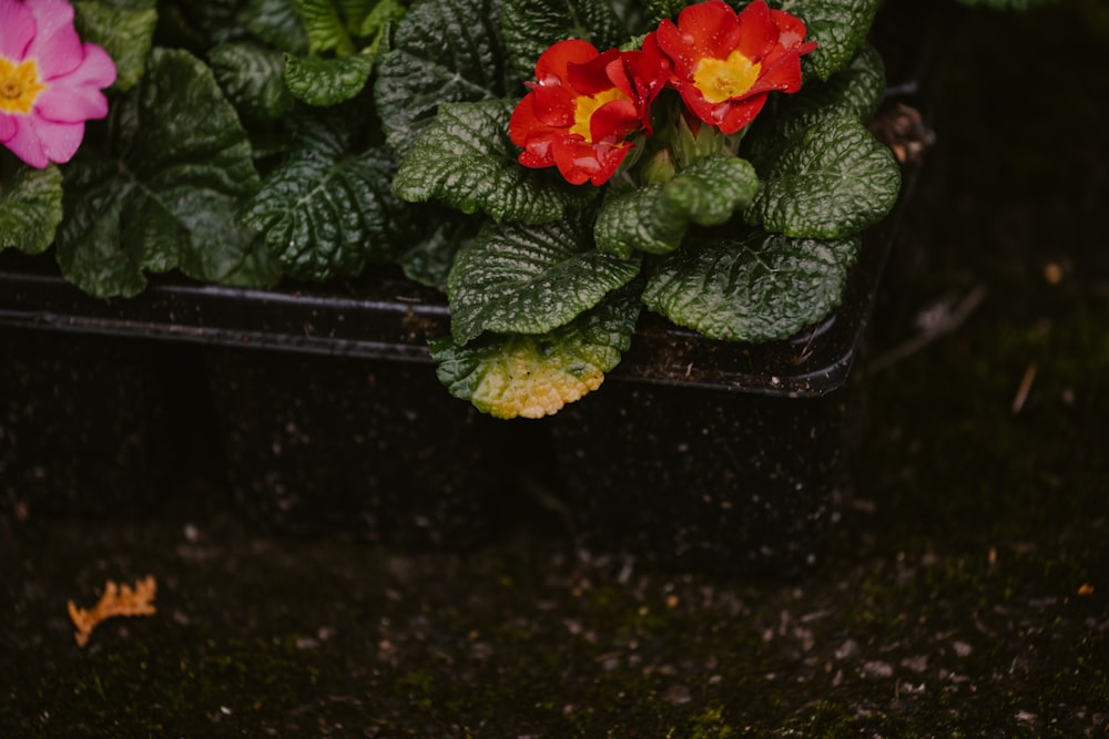 a close up of a potted plant with red and yellow flowers