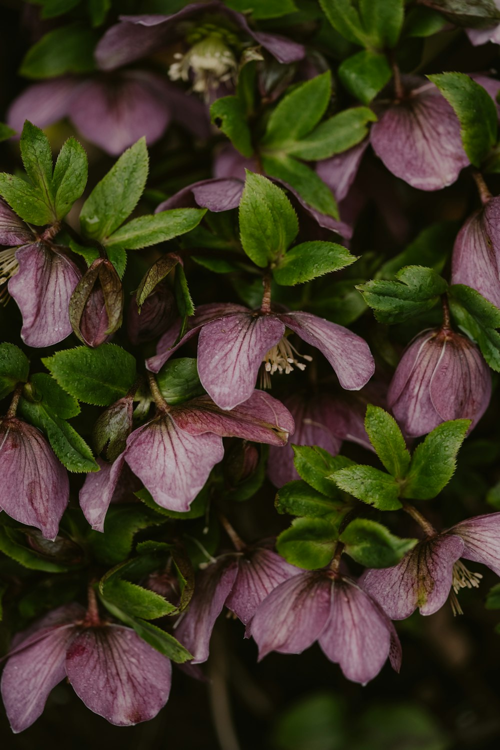 a bunch of purple flowers with green leaves