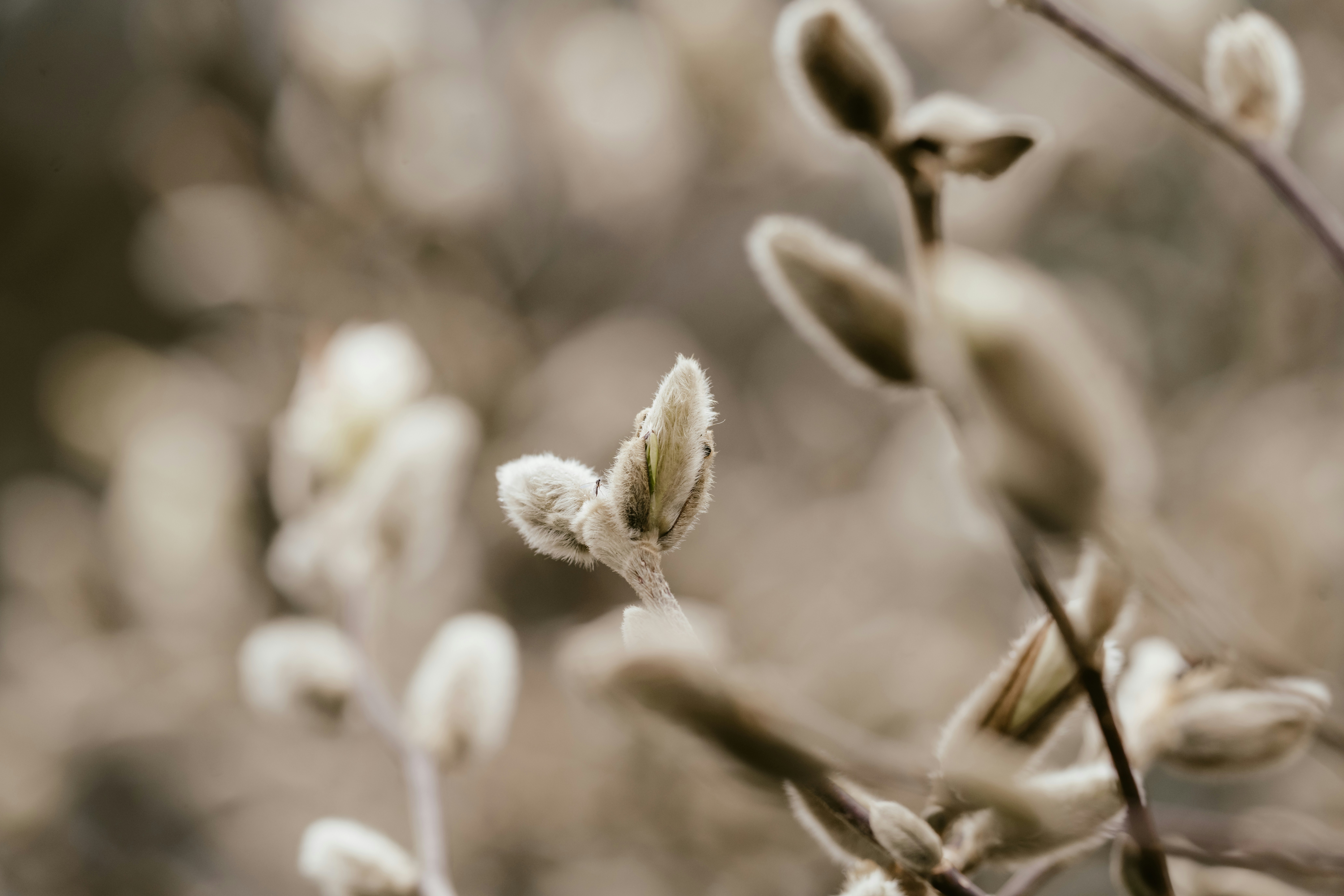 a bunch of small white flowers in a field