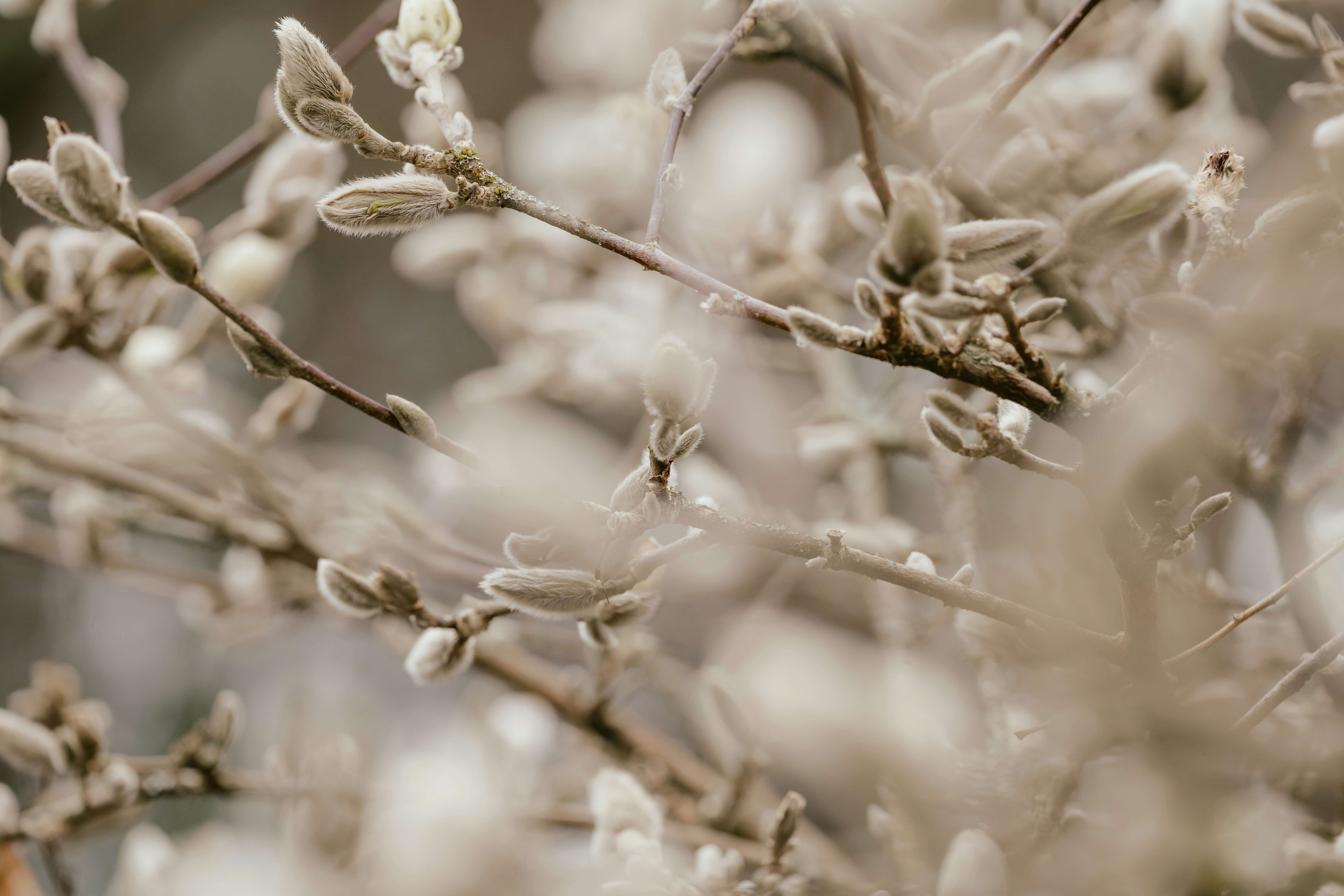 a close up of a tree with white flowers
