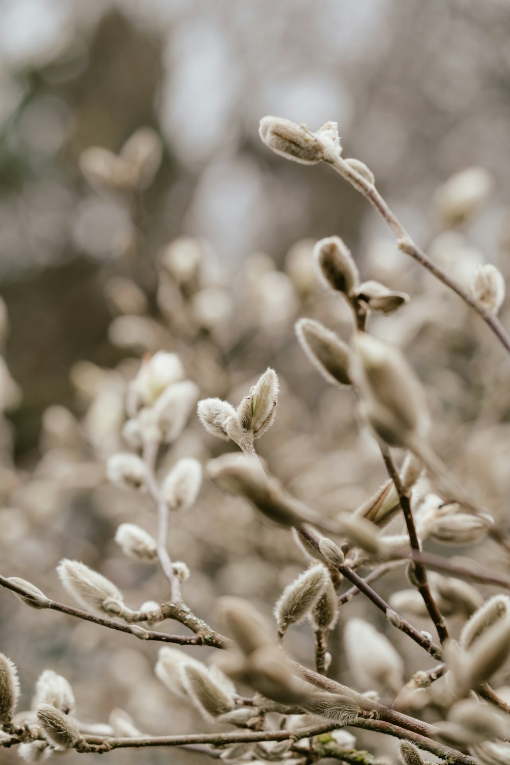 a close up of a tree with white flowers