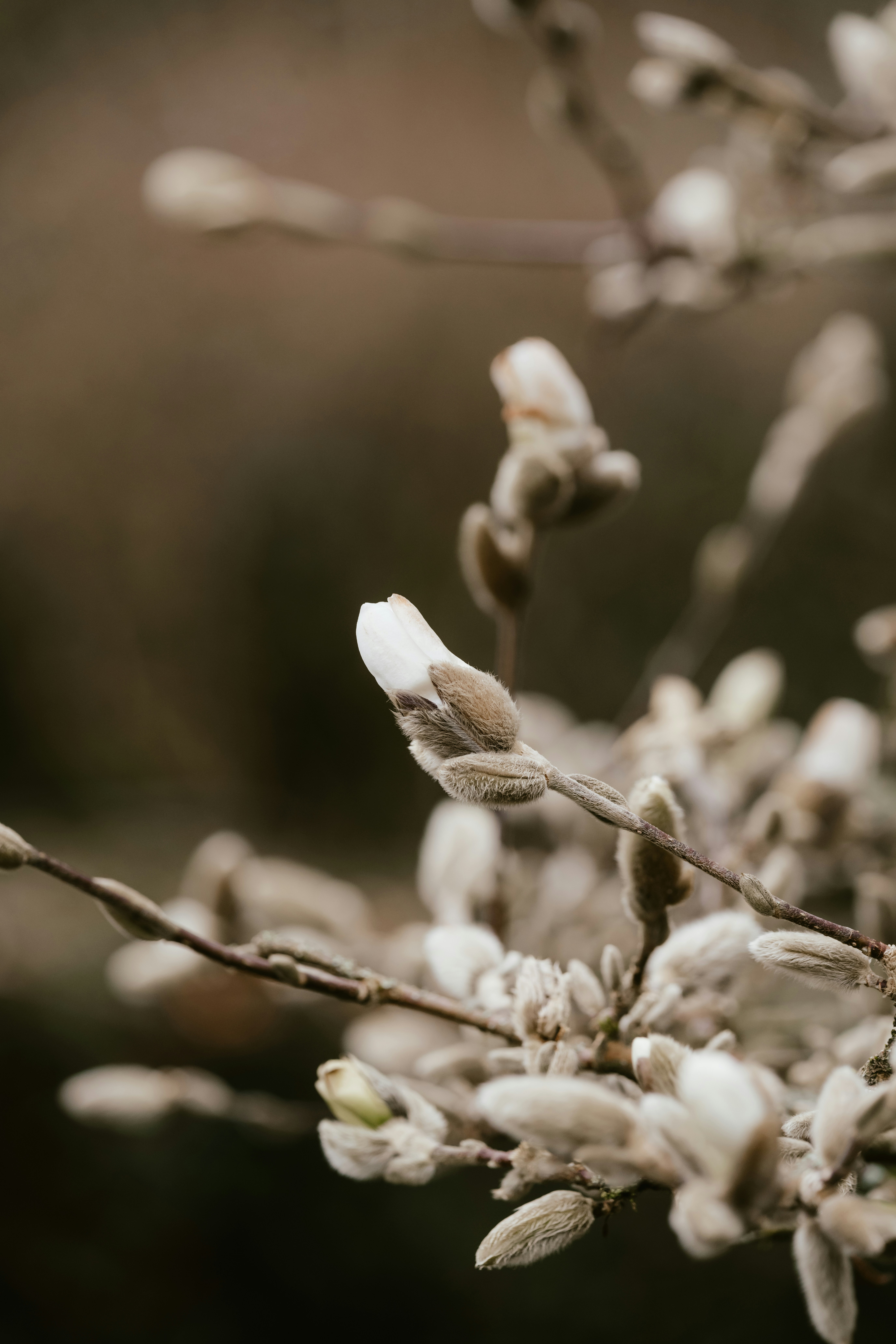 a close up of a tree with white flowers