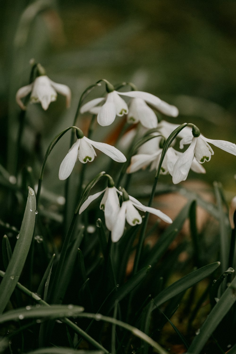 a bunch of white flowers that are in the grass