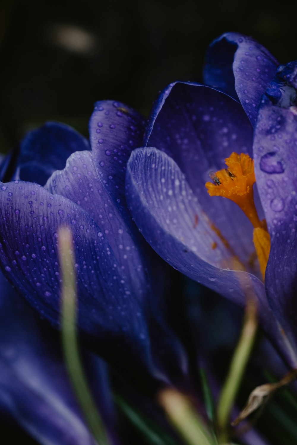 a bunch of purple flowers with water droplets on them