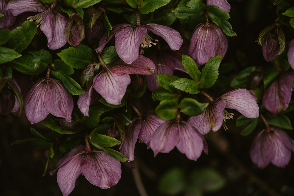 a bunch of purple flowers with green leaves