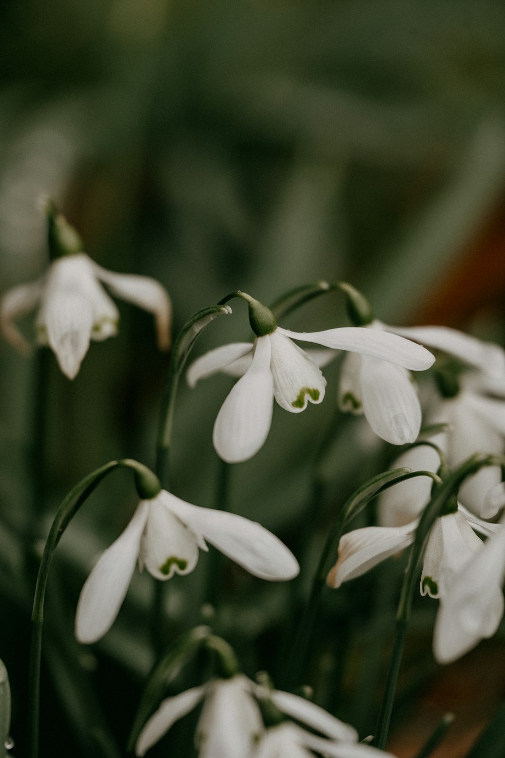 a bunch of white flowers with green stems