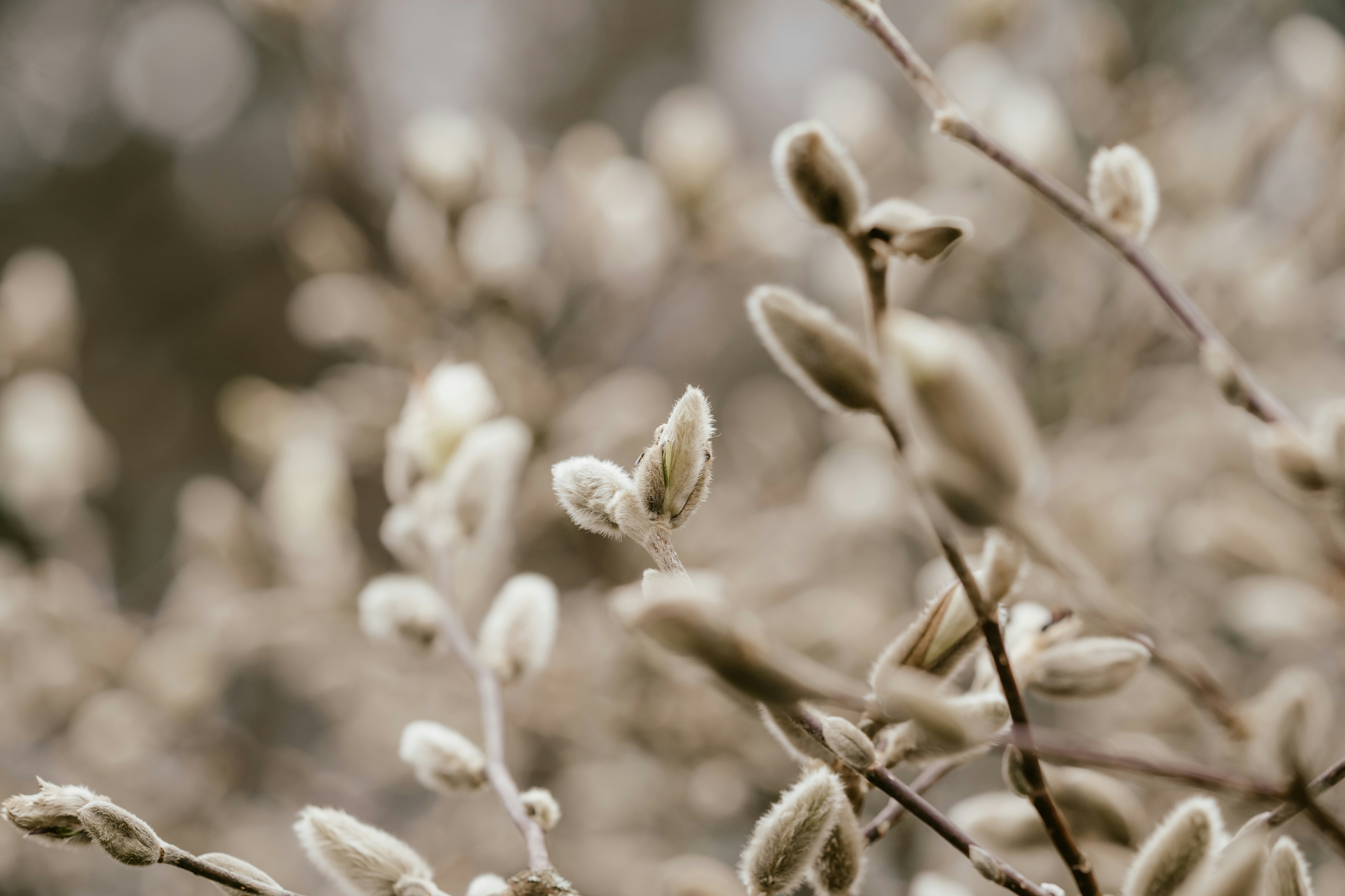 a close up of a plant with small white flowers
