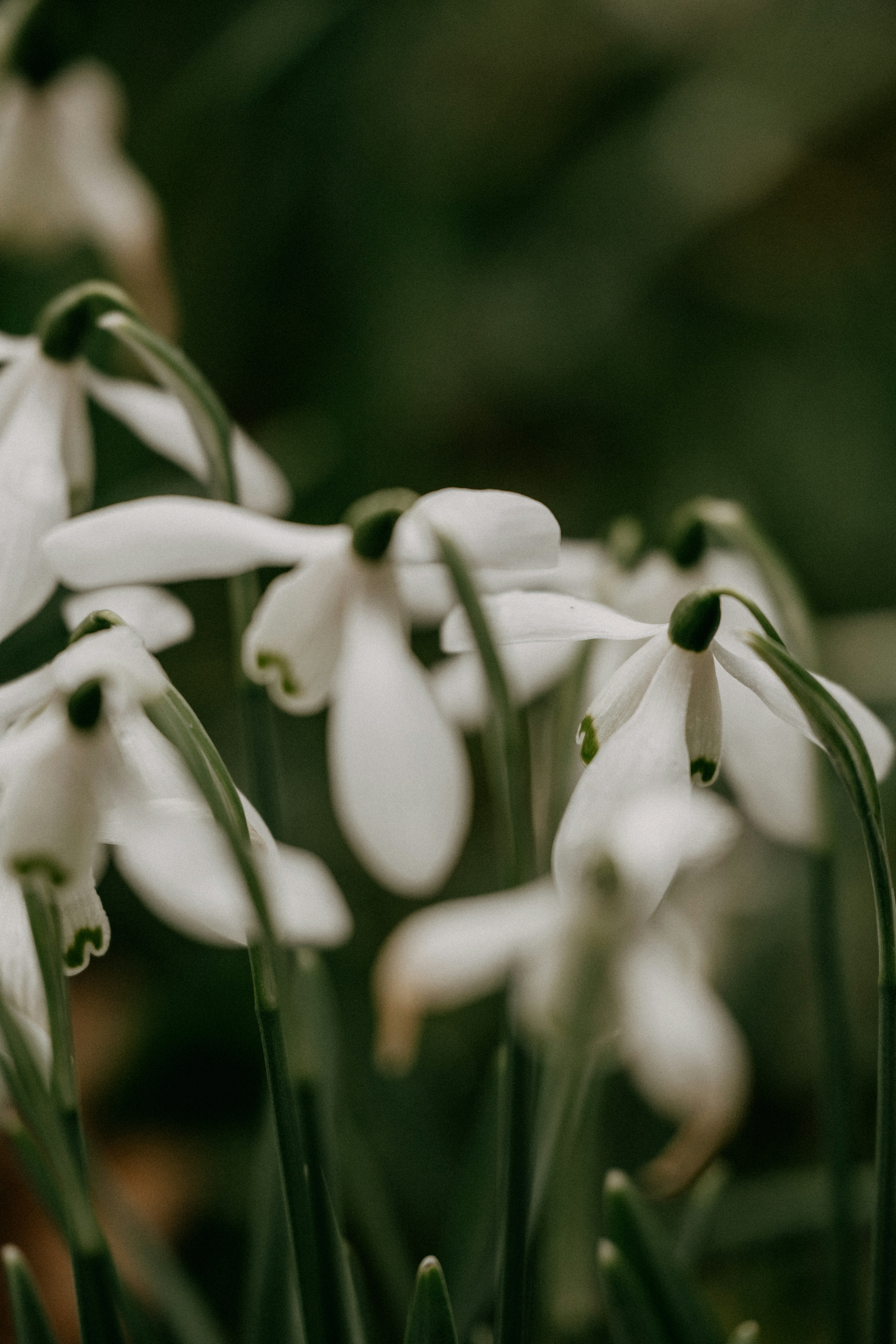 a bunch of white flowers with green stems