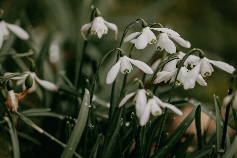 a bunch of white flowers that are in the grass