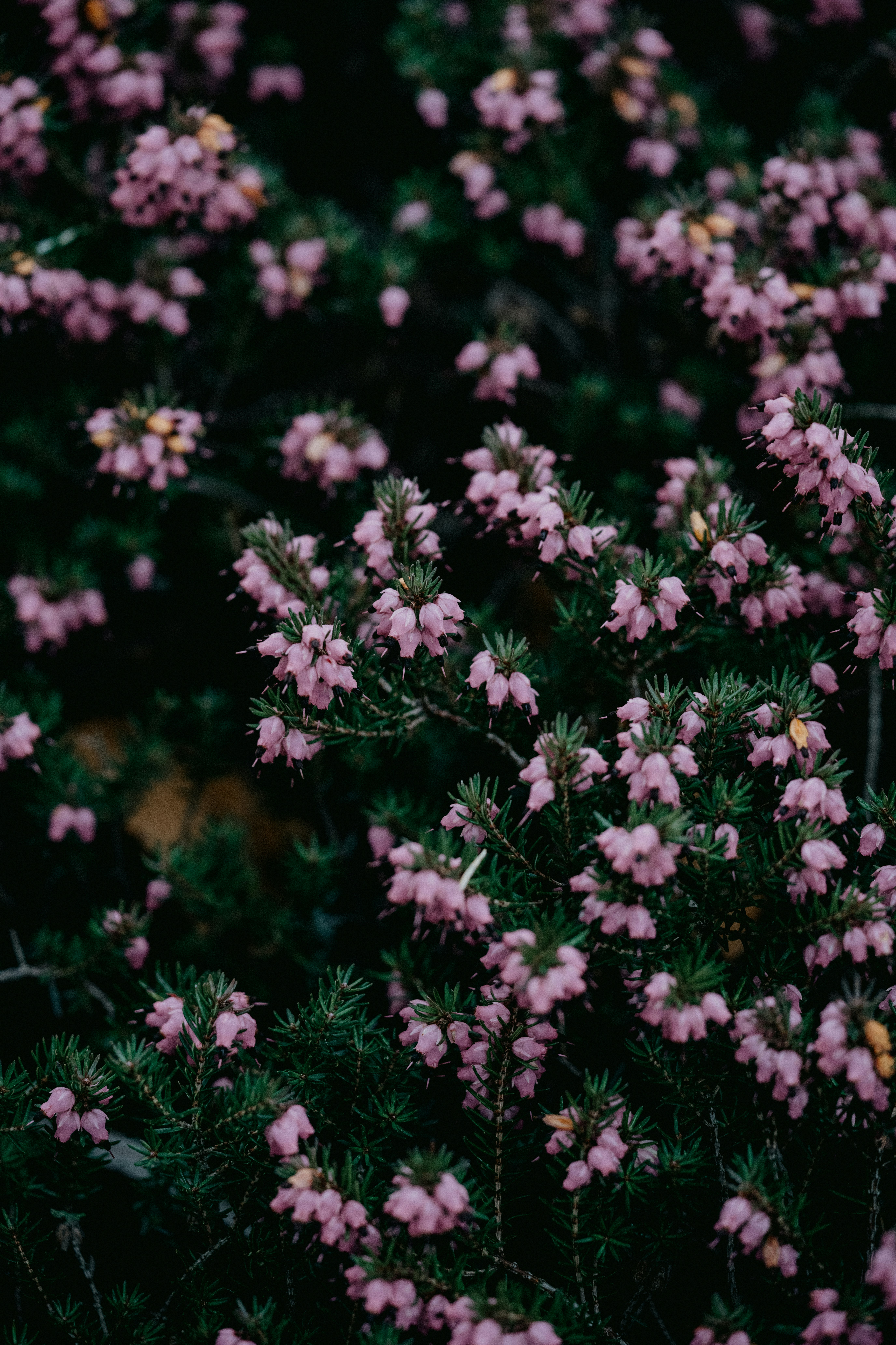 Photo by anniespratt