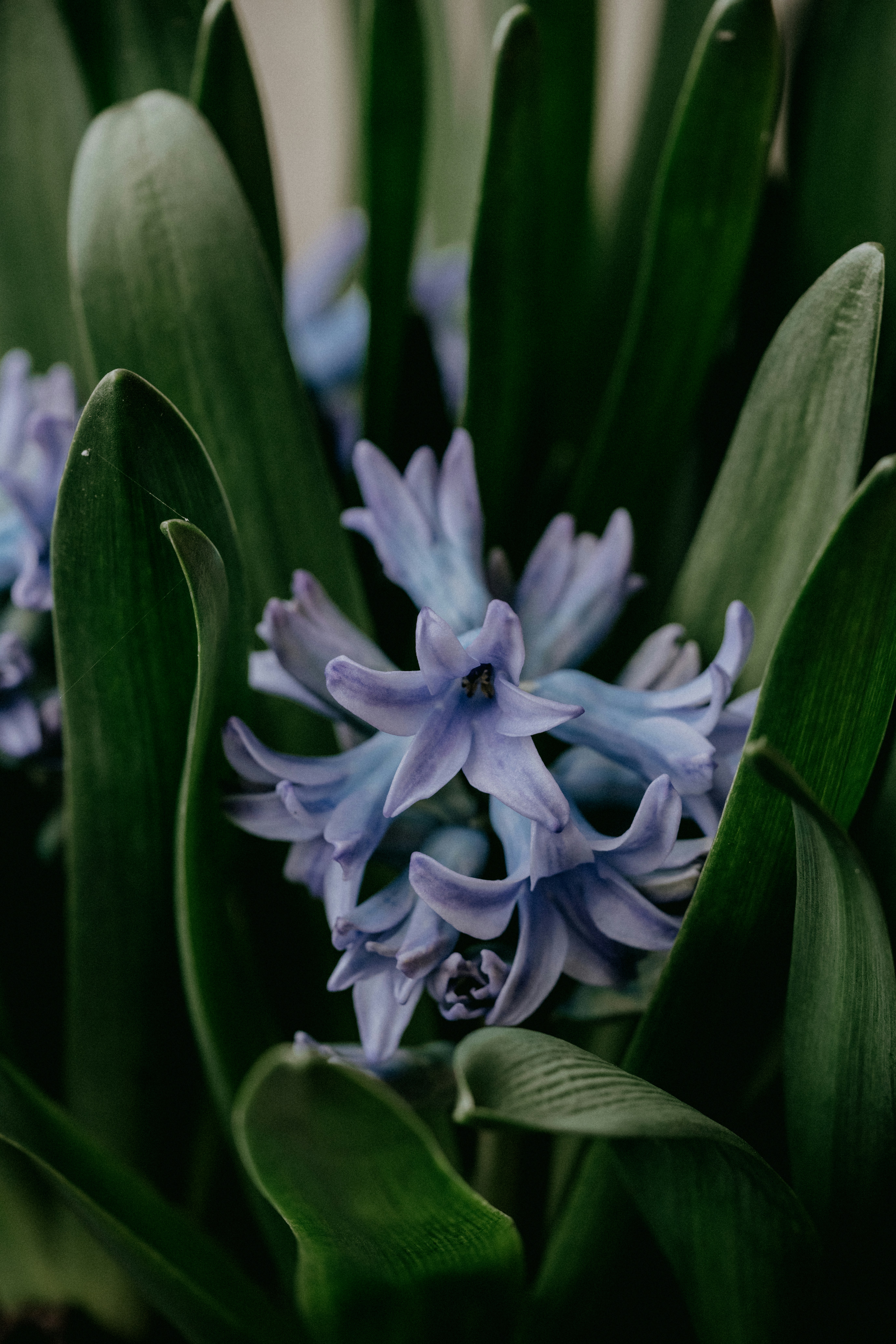 a close up of a purple flower with green leaves