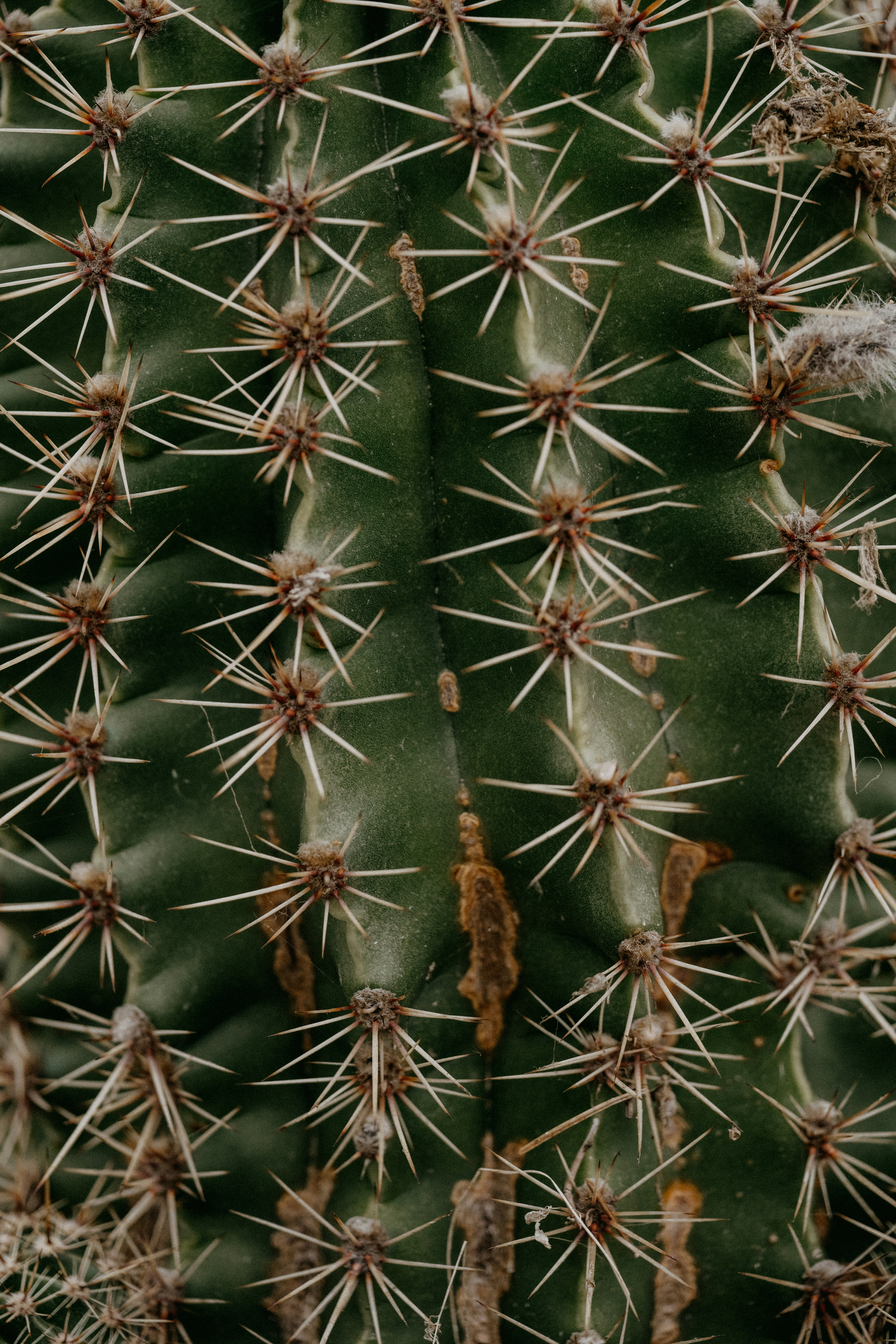 a close up of a green cactus with lots of spikes