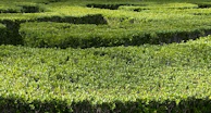 Close-up of vibrant UV-resistant foliage panels winding through the maze pathways.