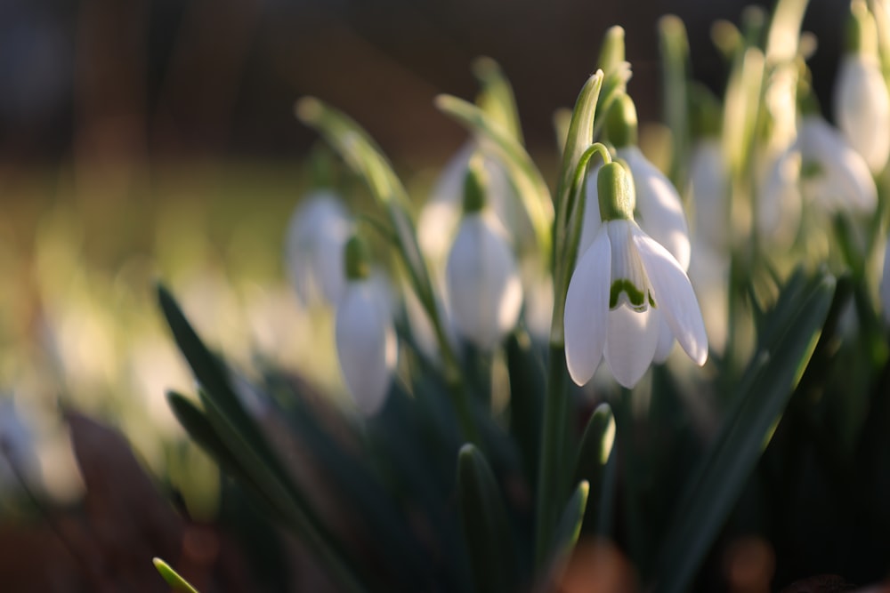 a close up of a bunch of white flowers