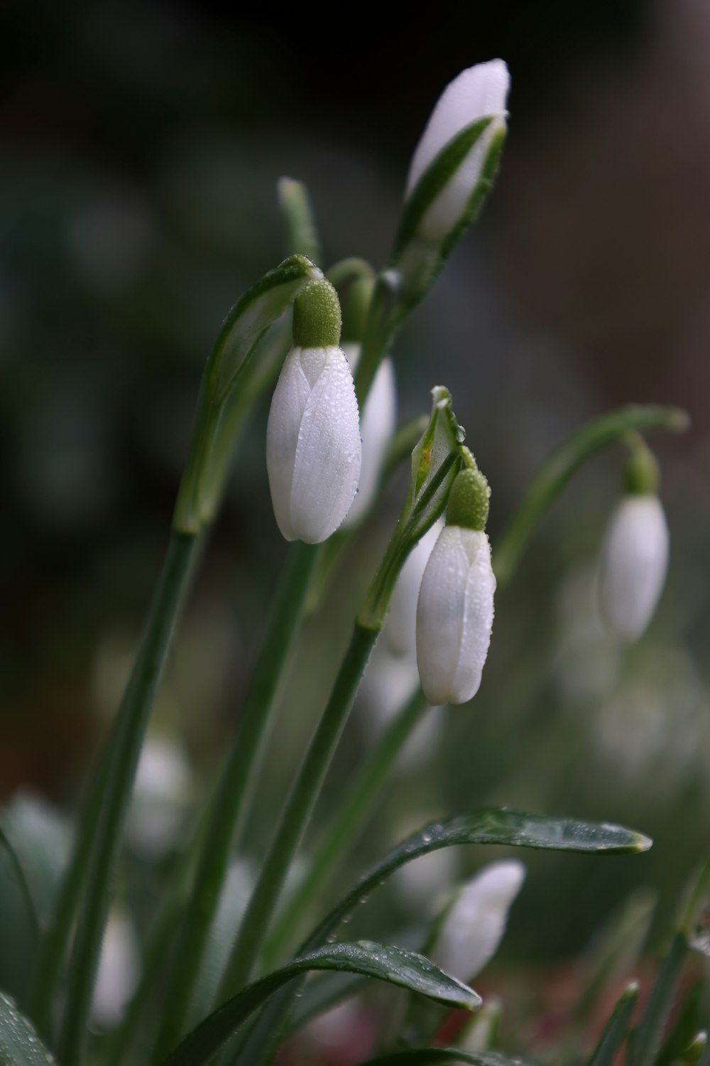 a group of white flowers with green stems
