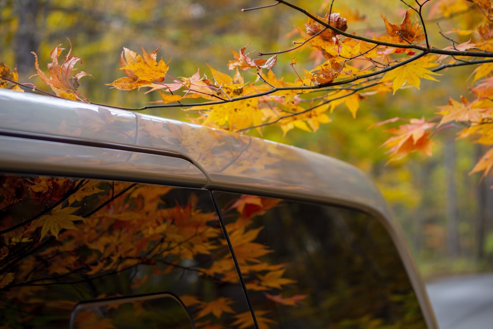 a car parked on the side of a road with autumn leaves